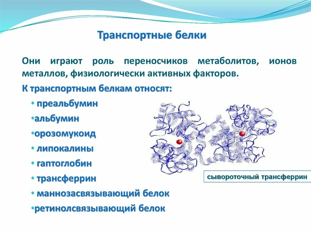 Транспортный белок трансферрин. Орозомукоид биохимия. Протеазы и антипротеазы. Система протеазы-антипротеазы. В состав входят транспортные белки