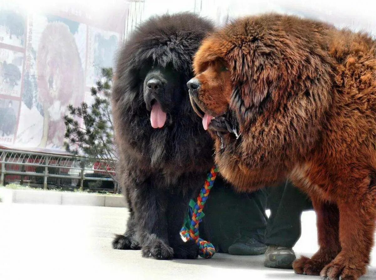 2 больших собак. Тибетский мастиф. Тибетский мастиф Хонг Донг. Собаки породы тибетский мастиф. Тибетский мастиф большой.