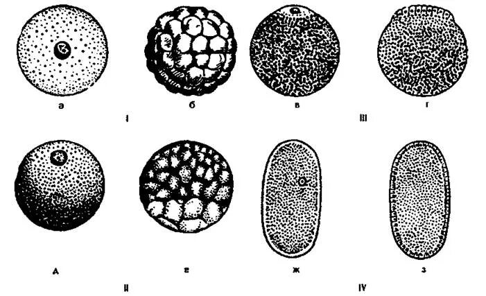 Размер яйцеклетки рыбы. Типы дробления яйца. Тип дробления изолецитальных яйцеклеток. Типы дробления зиготы. Тип дробления центролецитальных яиц.