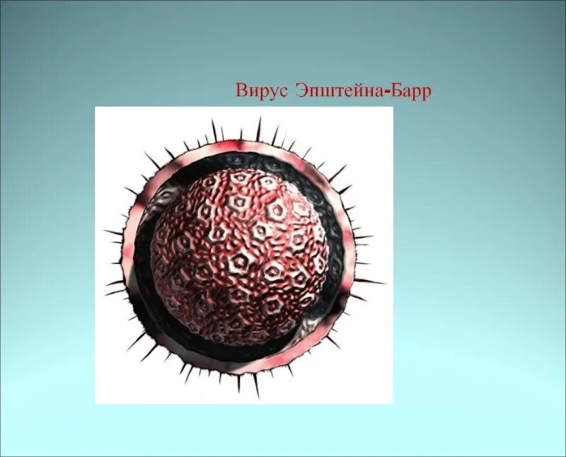 Epstein barr virus капсидный. Инфекция вирусом Эпштейна-Барр. Вирус Epstein Barr virus. Вирус Эпштейна-Барр ― возбудитель.