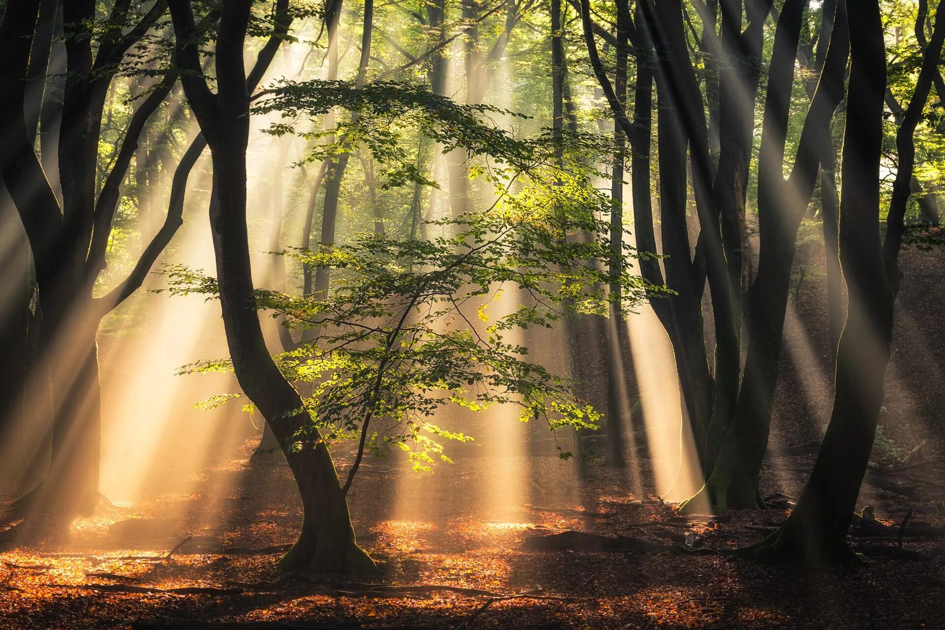Лес освещенный солнцем. Природа солнце. Лучи солнца в лесу. Солнце освещает деревья. Лучи сквозь деревья.