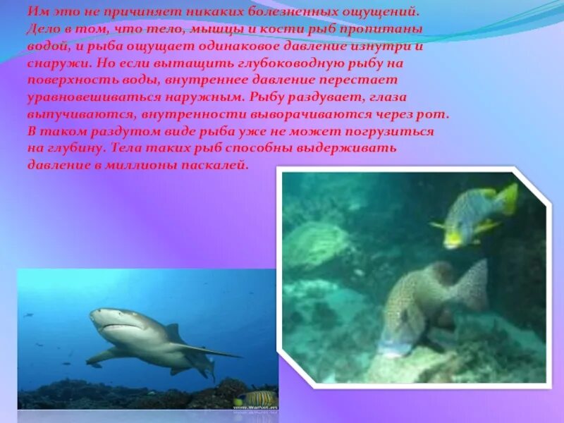 Сообщение на дне морей и океанов. Давление на дне морей и океанов. давление морских глубин. давление на дне морей и океанов исследование морских глубин. давление в океане.