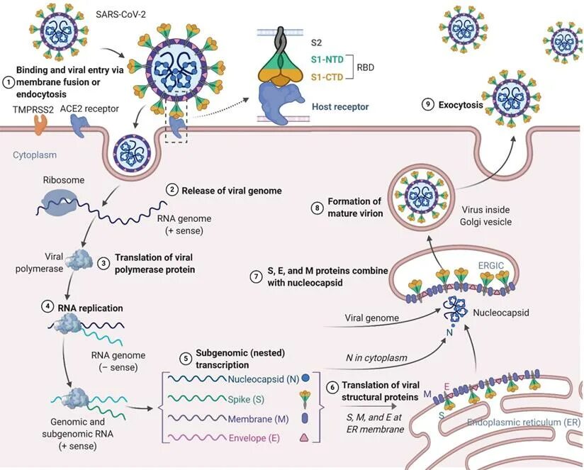 Sars cov 2 вакцина. Схема действия вакцины. Вакцина против SARS-cov-2. Механизм действия вакцин. Вакцины на основе матричной РНК.