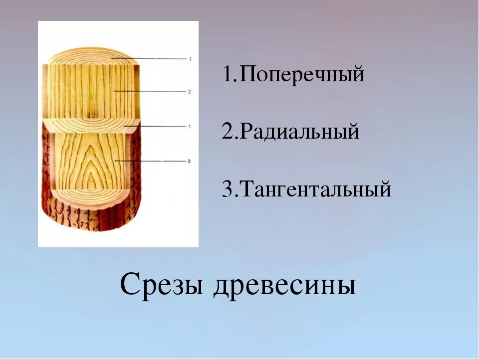 Примеры среза. Тангентальный срез древесины. Поперечный радиальный тангентальный разрез древесины. Тангентальный срез древесины сосны. Торцевой радиальный и тангентальный срез сосны.