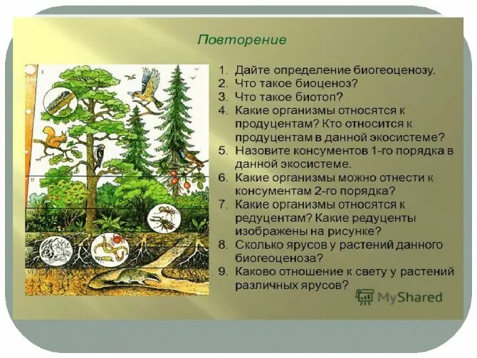 Производители органического вещества в еловом лесу. Ярусность экосистемы. Ярусность лесного фитоценоза. Схема биогеоценоза. Структура биоценоза лес.