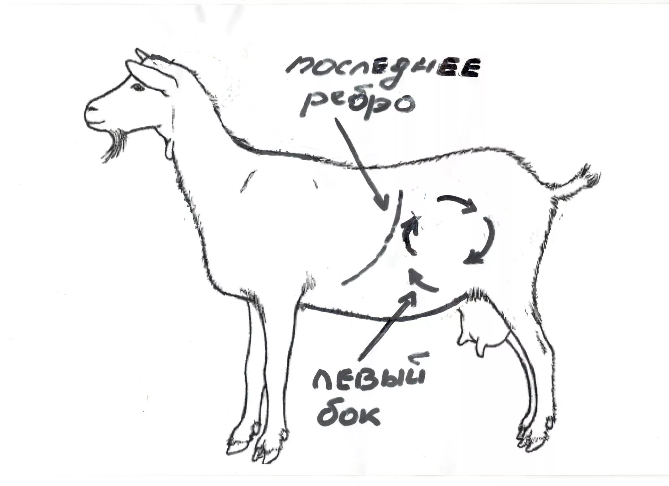 Левая голодная ямка у козы. Рубец у козы где находится. Желудок ягнят