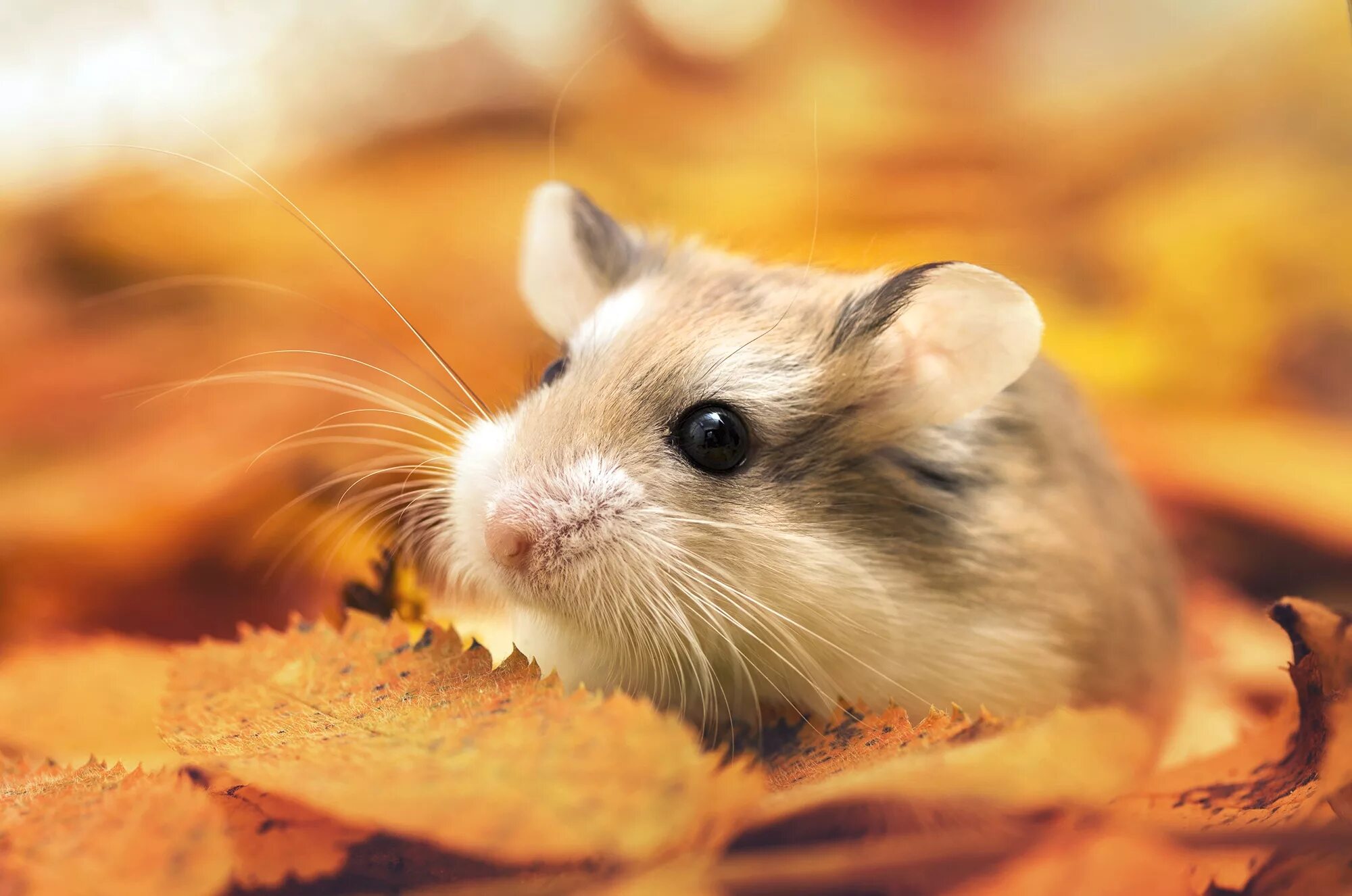 джунгарский хомячок. хомяк на фоне. хомяк на заставку. обои с хомяками. хомяк на фоне.