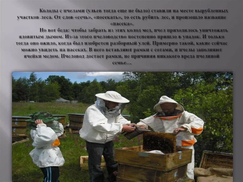 Презентация для детей на тему пасека. Проект на тему Пчеловодство. Сообщение про пасеку. Пчеловодство слайд.