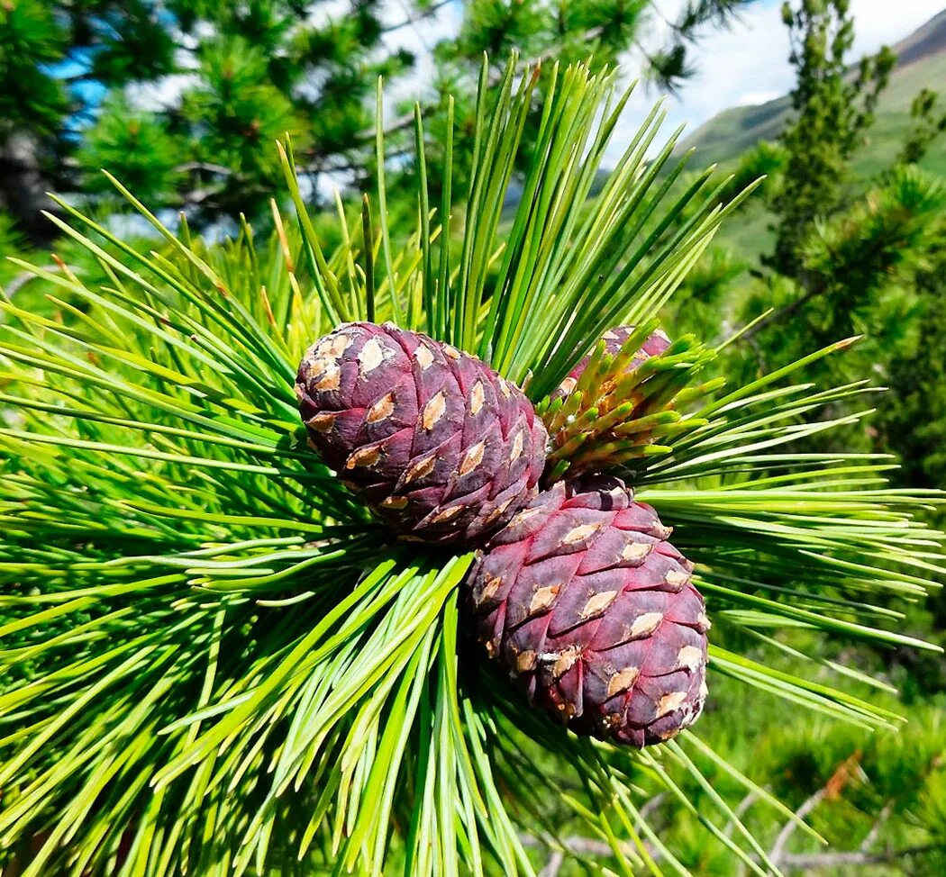 Кедр хвойная порода. Кедр Сибирский Pinus sibirica. Сосна Кедровая Сибирская/Pinus sibirica. Сосна Кедровая Pinus sibirica. Сосна́ Сиби́рская Кедро́вая (Pínus sibírica).