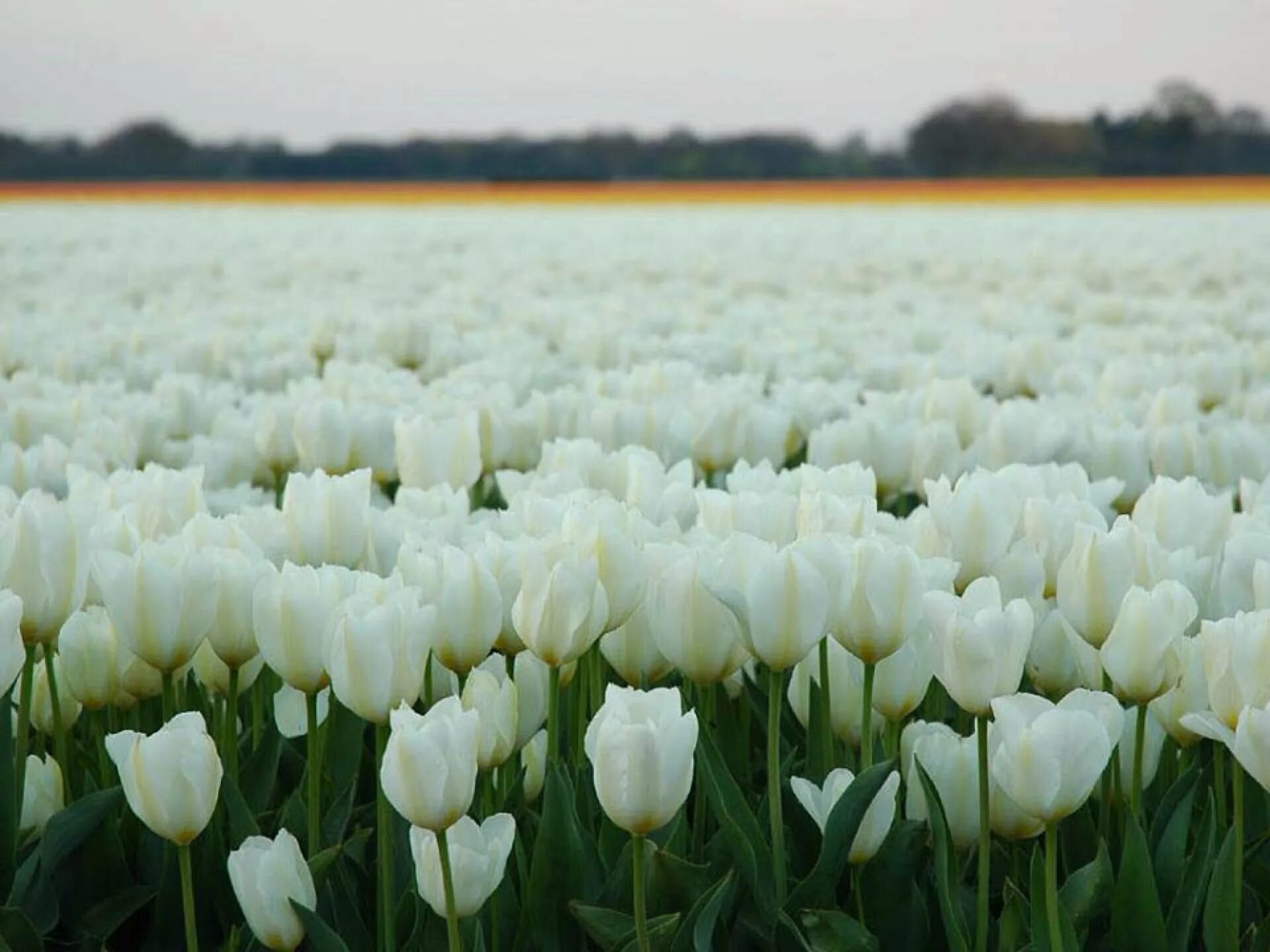 White fields