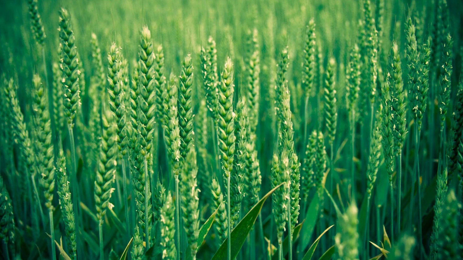 При расшифровке генома ржи. Колос озимой пшеницы. Колос озимой ржи. Зеленое поле пшеницы. Колосья пшеницы.