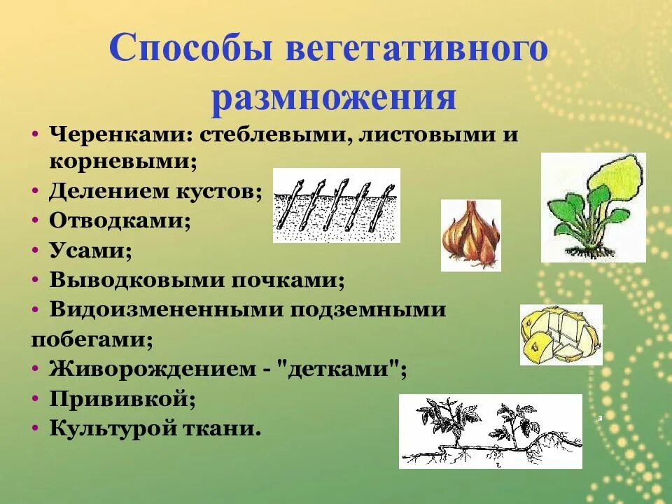 Какое значение имеет вегетативное размножение в природе. Вегетативное размножение растений. Способы вегетативного размножения. Способы вегетативного размножения растений. Использование вегетативного размножения человеком.