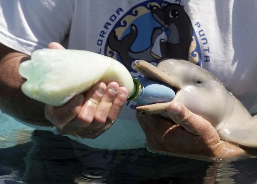 Есть ли дельфин людей. Дельфин с детенышем. Новорождённые дельфины. Рождение дельфина. Дельфин малыш.