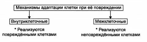 Механизмы повреждения мембран клеток