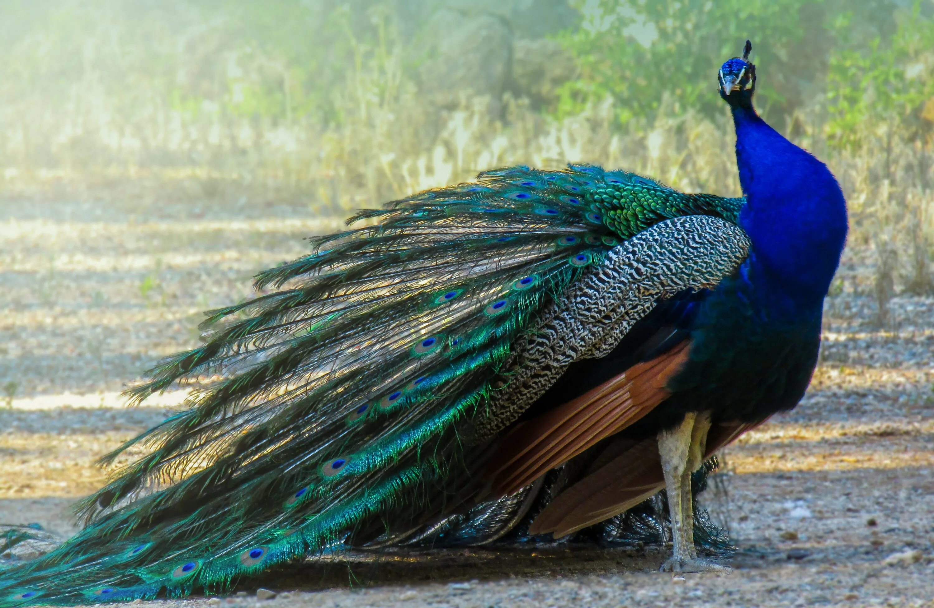 Обыкновенный Павлин. Королевский Павлин. Синекрылый Павлин. Павлин (Pavo cristatus). Величавые птицы