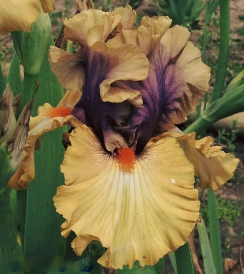Iris характеристики. ирис сибирский on mulberry street. ирис бородатый конджурейшн. ирис германский файр баг. ирис уайт эмбер.