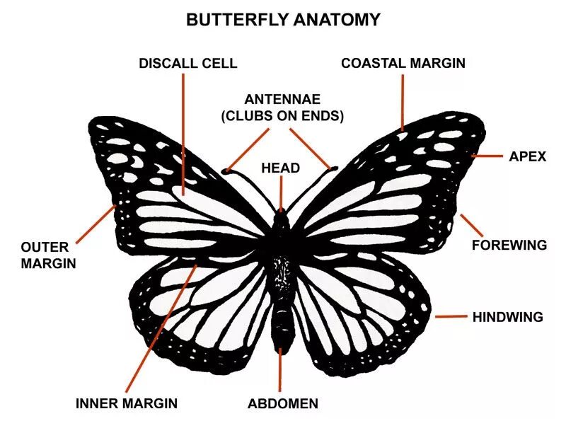 Оборудования для исследования строения крыла бабочки. Внешнее строение бабочки схема. Строение крыльев бабочек чешуекрылых. Строение и внешний вид бабочек. Бабочка Монарх строение.