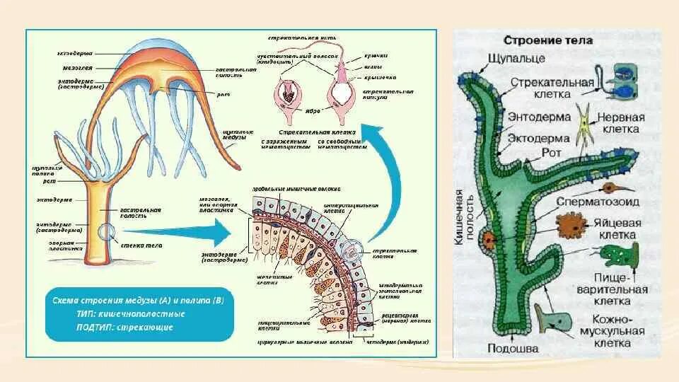 Стрекательные клетки находятся у гидры в. Гидра Кишечнополостные мезоглея. Эктодерма кораллового полипа. Коралловые Кишечнополостные строение. Кишечнополостные строение тела.