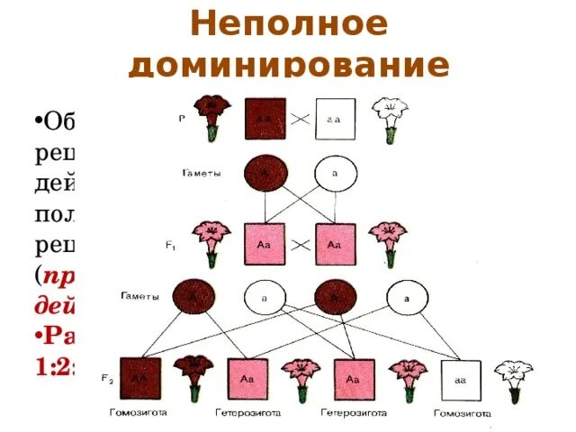 Полное доминирование расщепление по генотипу. Неполное доминирование схема. Фенотип при неполном доминировании. Неполное доминирование расщепление. Расщепление по фенотипу при неполном доминировании.