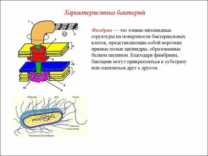 Характеристика строения бактерий