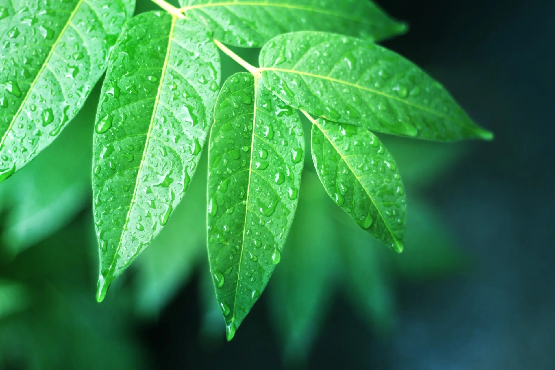 Влажность на листьях. Leafs. Yaprak. Leaf picture.