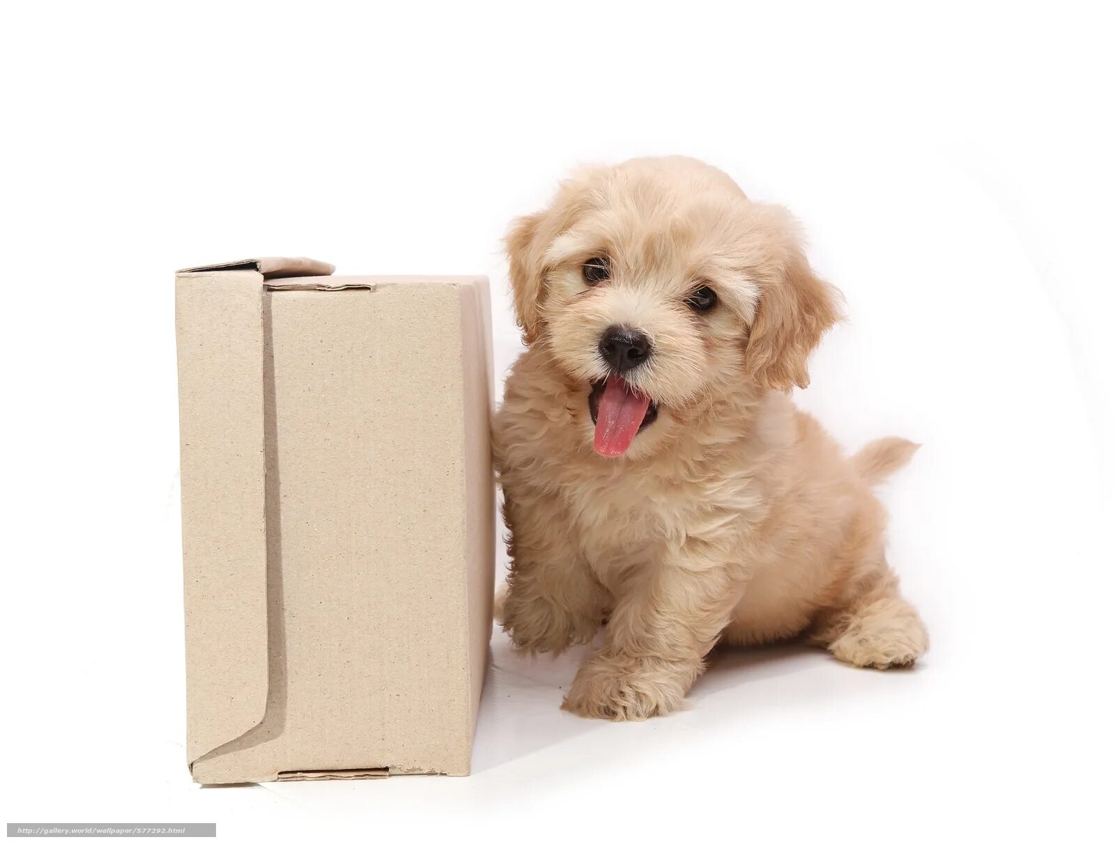 Собаки в коробках. Коробочка собачка. Собачка в коробке. Коробочка собачка. Щенок в коробке стикер.