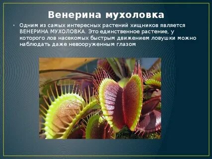 Презентация про венерину мухоловку