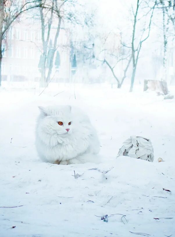 Котенок в снегу. Белая кошка зима. Белым снегом кот. Зимний белый кот. Белым снегом кот.
