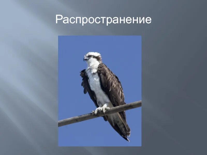 Адмирал в какой природной зоне обитает. Скопа презентация. Скопа распространение. Скопа внешнее строение. Природная зона обитает Скопа.