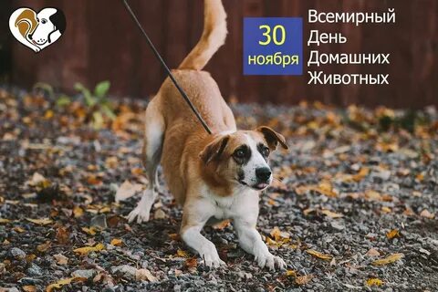 30 животных