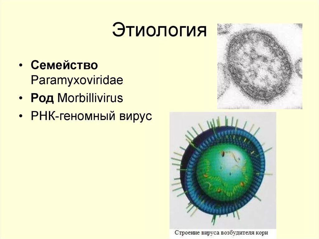 Вирус возбудителя кори. Структура вируса кори. Вирус кори строение вируса. Возбудитель кори микробиология. Вирус кори строение микробиология.