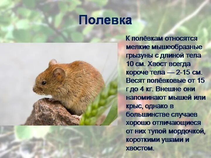 Полевка описание. Полевка обыкновенная описание. Водяная полёвка водяная крыса. Мышь полёвка описание. Полевка описание.