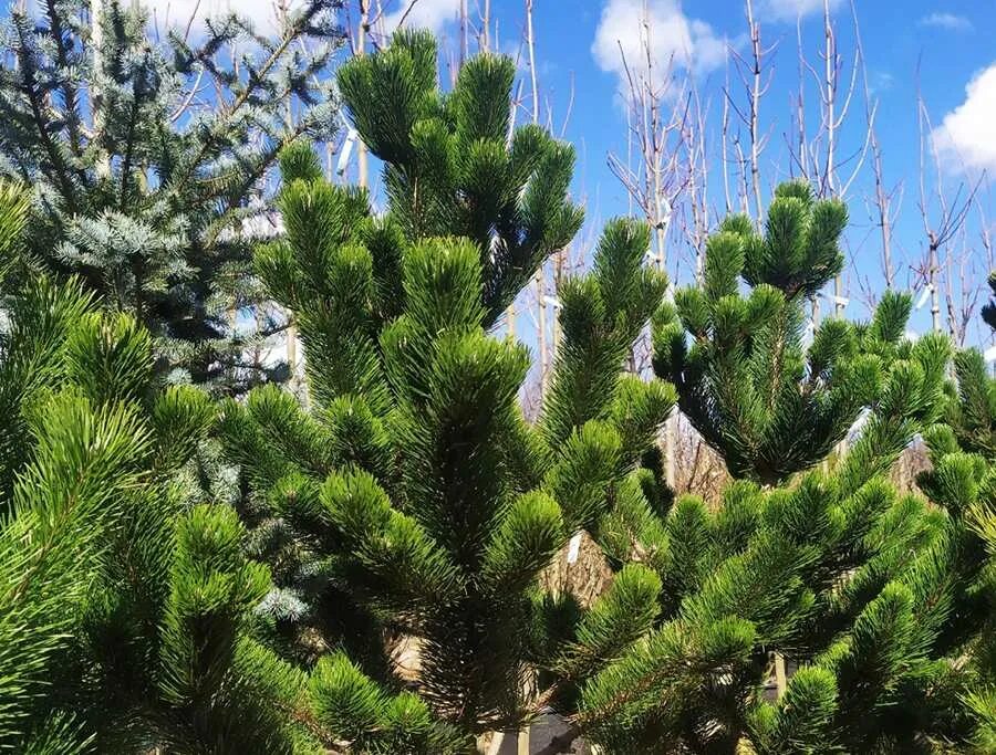 Pinus nigra Oregon Green. Сосна черная Oregon Green. Сосна Горная Орегон Грин. Сосна черная Орегон Грин Oregon Green.