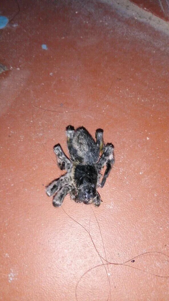 Каракурт Latrodectus tredecimguttatus (Самец) Альбомы пользователей Форум.