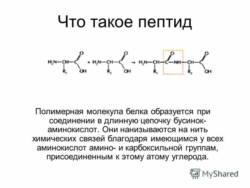 Трипептид. Пептиды это. Пептидный. Цепочка аминокислот. Белки образующиеся соединения