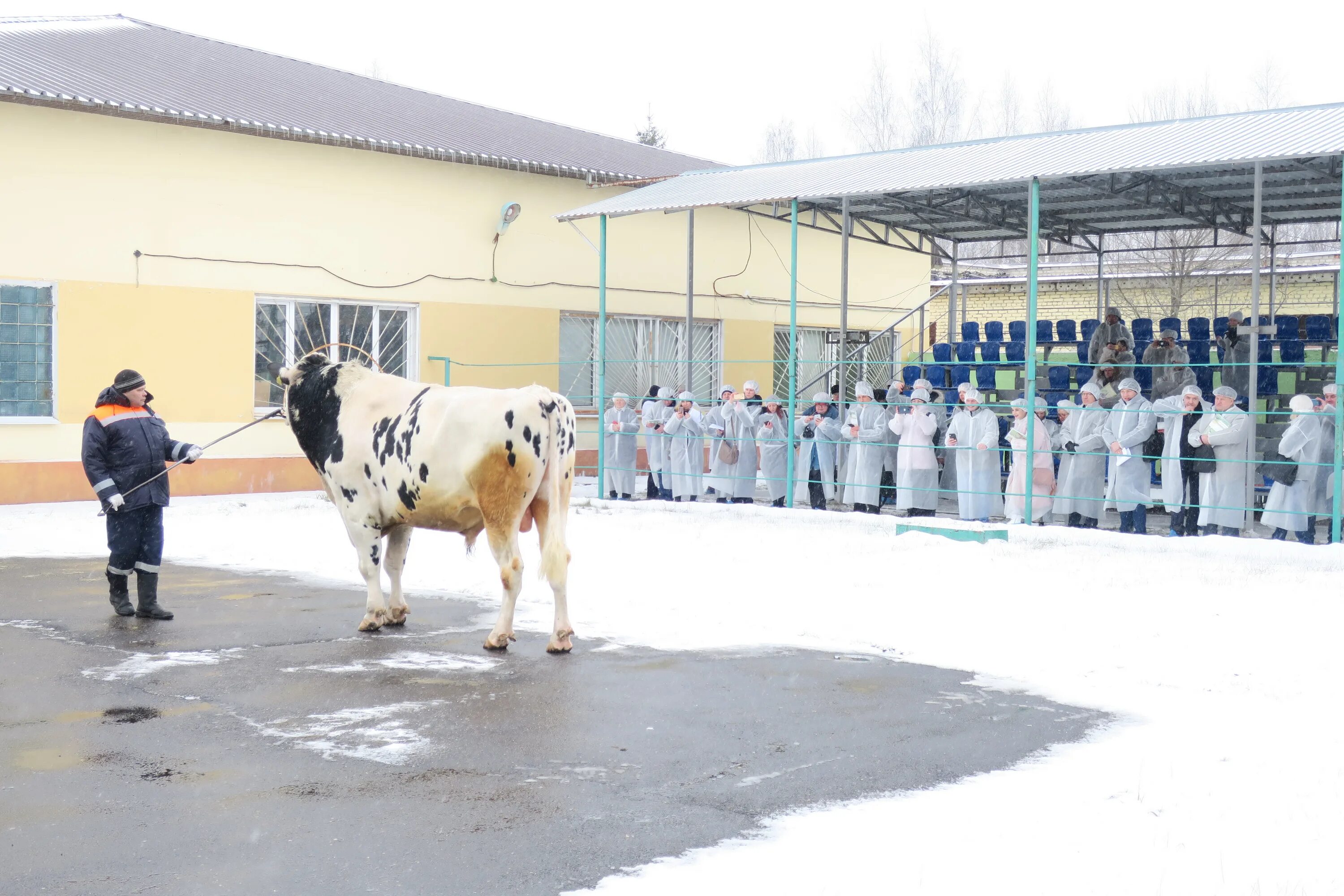 Московский племенной завод