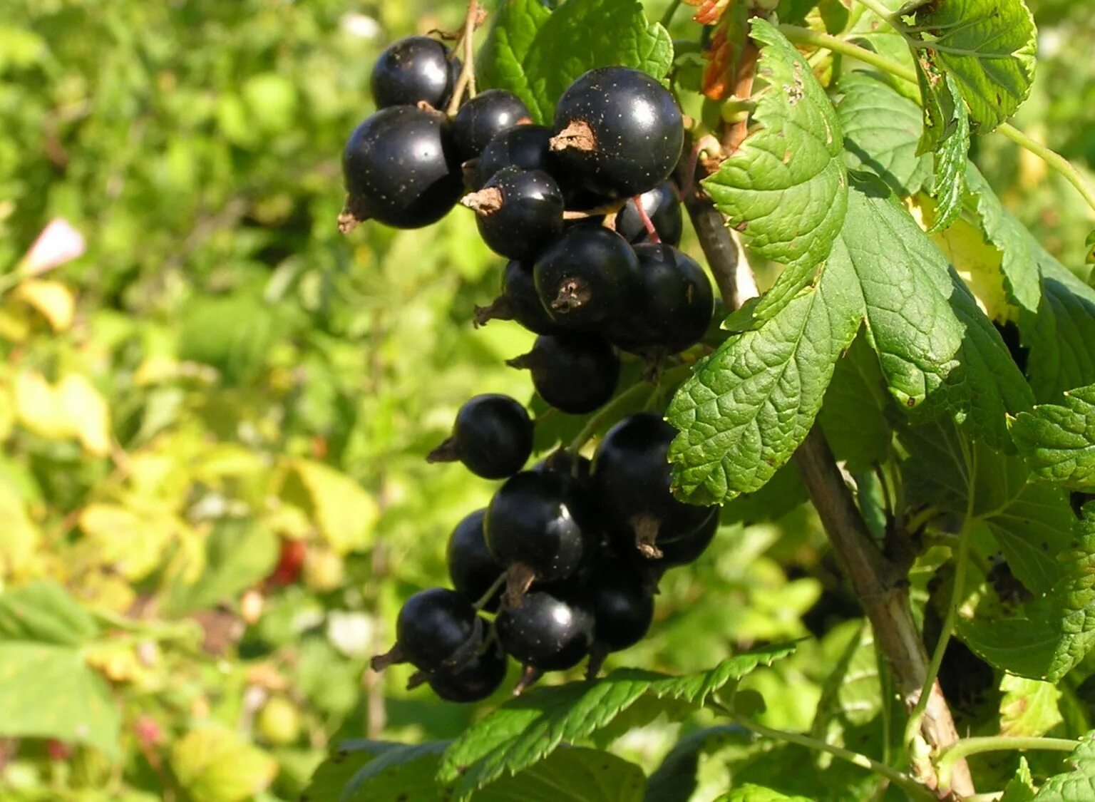 Смородина черная (ribes nigrum). Смородина черная - ribes nigrum l.. Смородина чёрная Изюмная. Смородина изюмная описание сорта