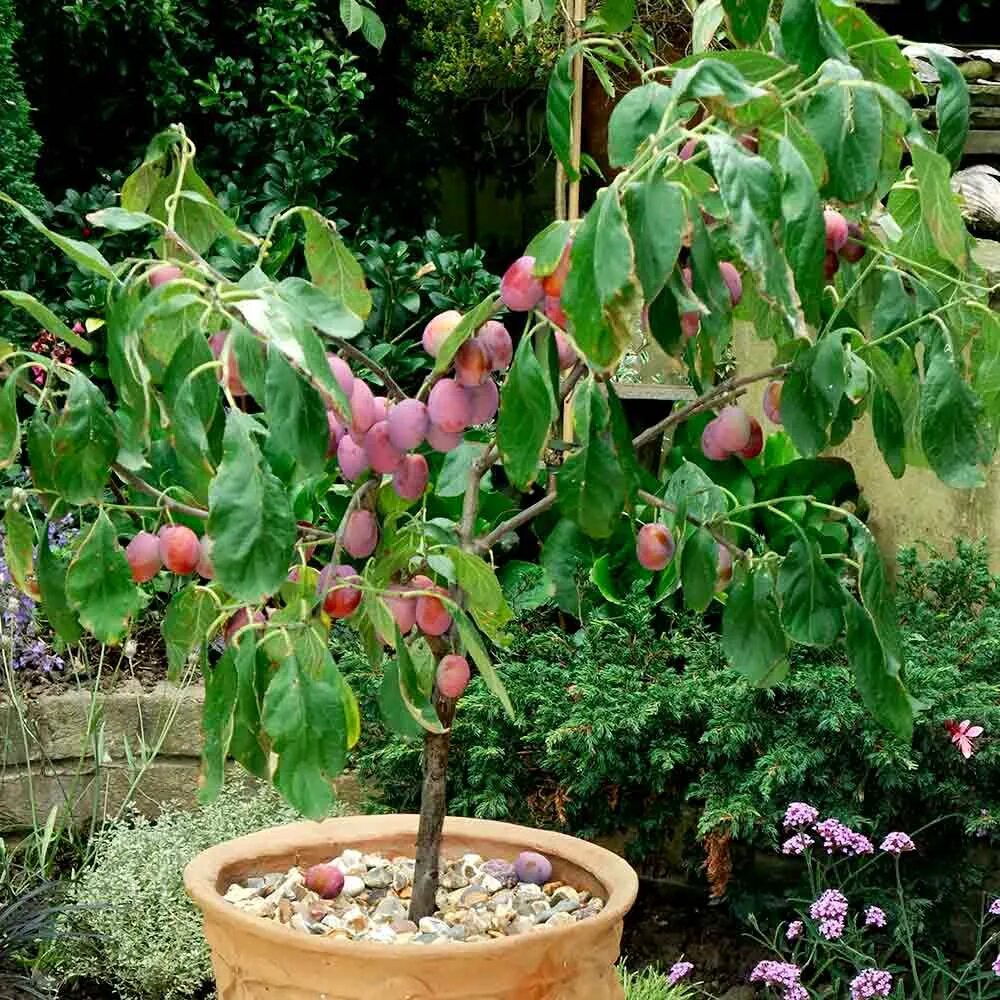 Фруктовые карликовые. Гойя кустарник плодовый. Карликовые плодовые деревья. Карликовые плодовые деревья в горшках. Карликовые фруктовые деревья.