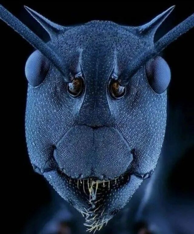 Ant face, looking through microscope 