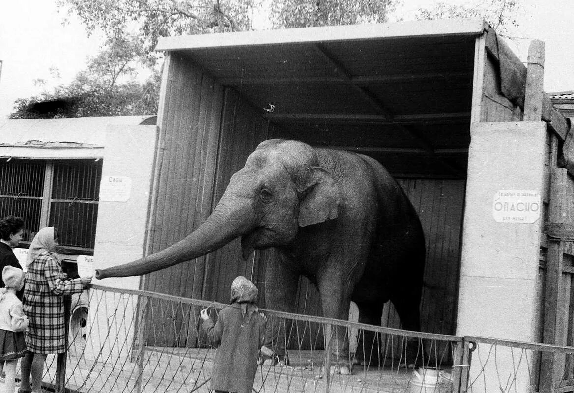 Ленинградский зоосад в годы блокады. Те годы когда я работал в зоопарке. Звери из зоопарка. Зоосад ленинград блокада. Зоопарк новосибирск в 1947 году.