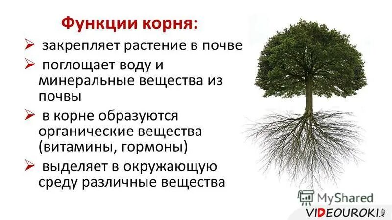 Функции корневой системы растения. Функции корневой системы дерева. Что поглощают растения из почвы. Основные функции корня.