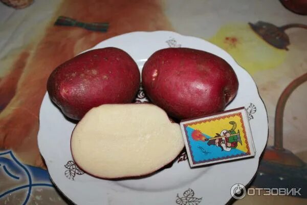 Сорта картофеля рокко отзывы. Картошка сорт рокко. сорт картофеля рокко. семена картофеля рокко. картофель рокко фото.