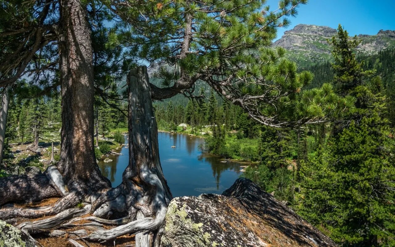 можжевельник лотос утриш. утриш заповедник можжевельник. кедрово-лиственничные леса алтая. кедр дальневосточный. какие деревья в заповеднике.