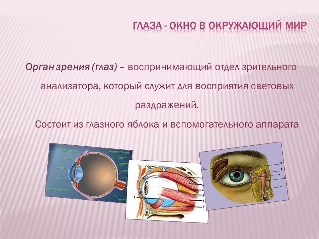 Органы человека глаза. Презентация на тему глаз. Презентация на тему зрение. Глаза для презентации. Орган зрения презентация.
