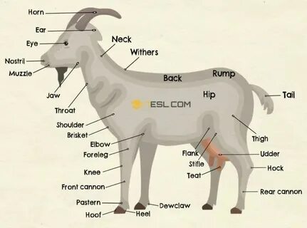 Throat goat перевод