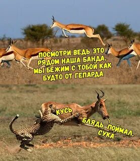 Как будто от гепарда кто поет