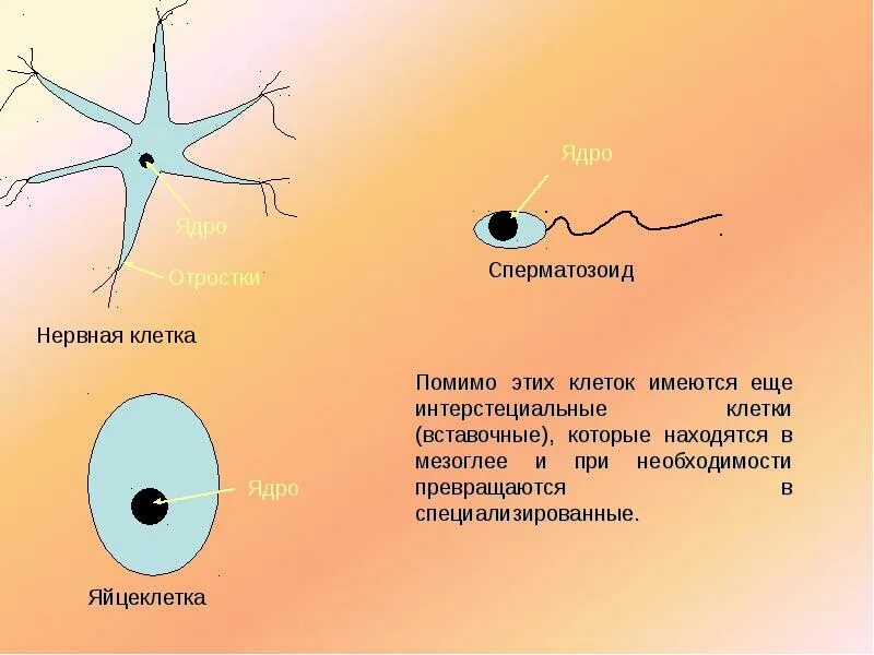 Ядро нервной клетки. Ядрышко в нервной клетке. Ядрышко неравной клетки. Строение ядра нервной клетки. Клетки имеющие два ядра