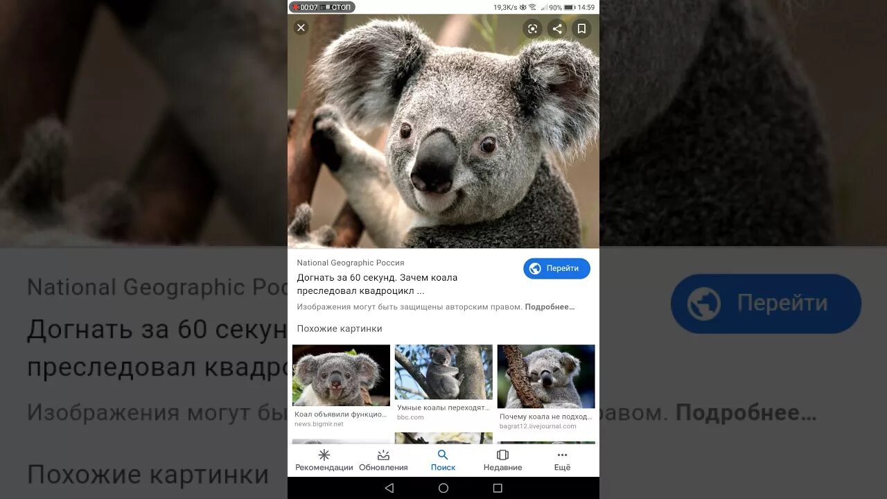 Мокрая коала нельзя гуглить. Мокрая коала. мокрая коала почему нельзя. мокрая калла почему нельзя гуглить.