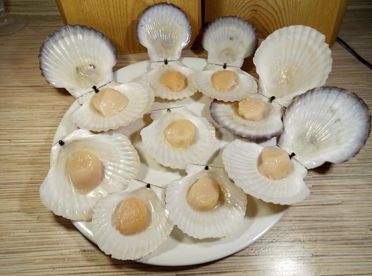 Гребешок приморский. Как выглядит морской гребешок в природе. Как выглядит морской гребешок в природе. Двустворчатые моллюски морской гребешок. Гребешок дальневосточный.