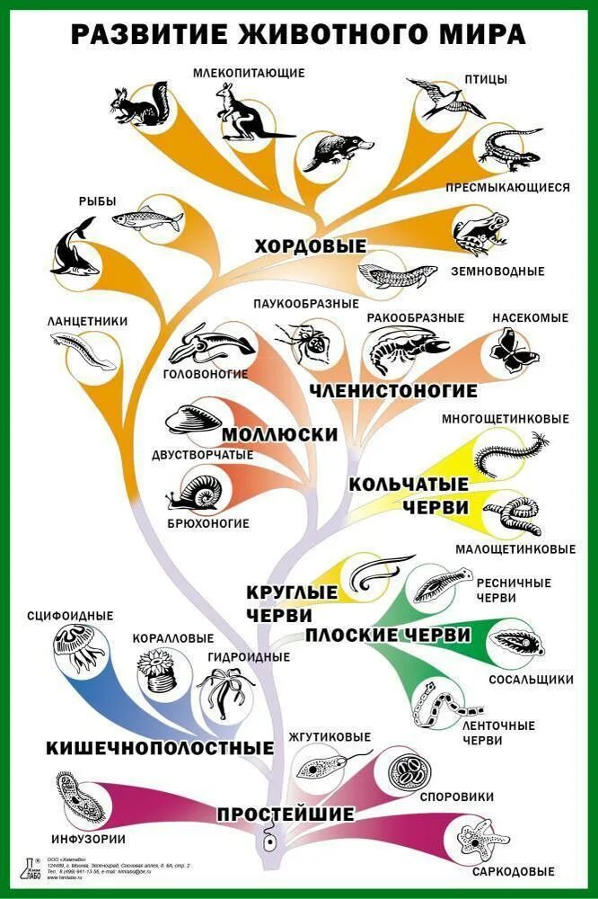 Порядок эволюции животных. Эволюционное древо органического мира. этапы развития животного мира схема. схема эволюционного развития животного мира. этапы развития животных таблица.